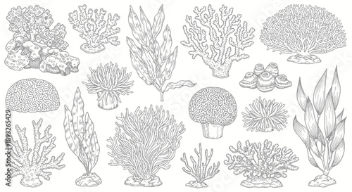 Illustrations of Various Coral and Sea Plants.