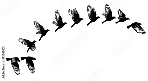 Flock of Birds in Flight Formation.