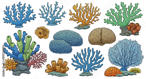 Collection of Various Coral Species Isolated.