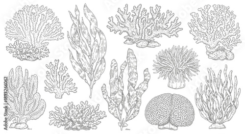Collection of Various Coral Species Illustrations.