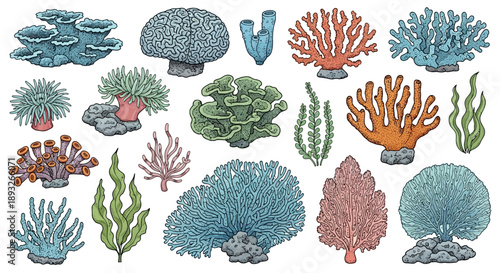 Collection of Various Coral Species Illustrations.
