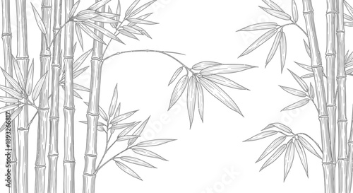 Bamboo Stems and Leaves Illustration.
