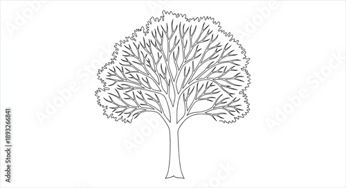 Detailed Outline Drawing of a Large Deciduous Tree.