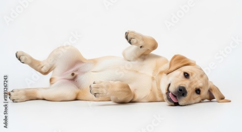 Happy yellow Labrador puppy lying on back in studio