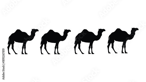 Four camels in a line Vector