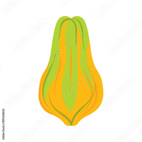 Squash blossom vector illustration