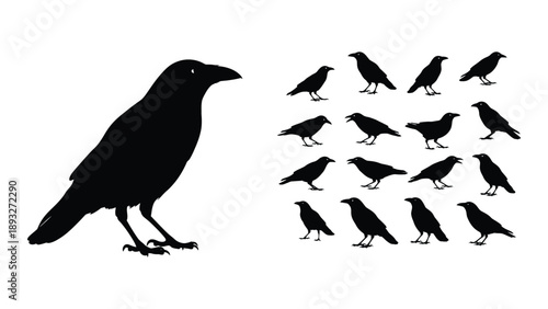 Silhouette of a single crow with multiple smaller crows Vector