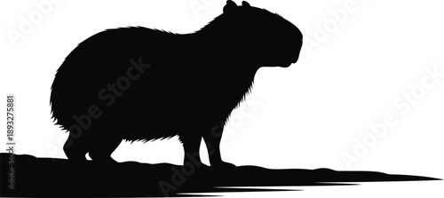 Silhouette of a capybara standing on a grassy area with shadows