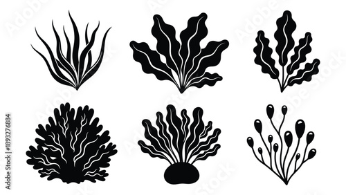 Collection of seaweed illustrations Vector