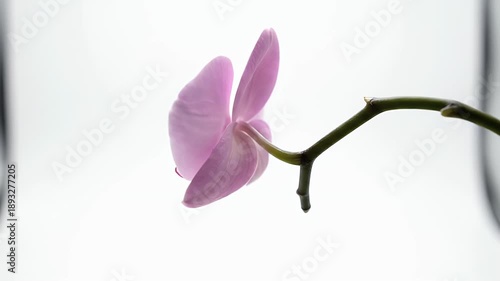 Delicate Pink Orchid Flower Petals Illuminated Against a Bright White Studio Background Macro Shot