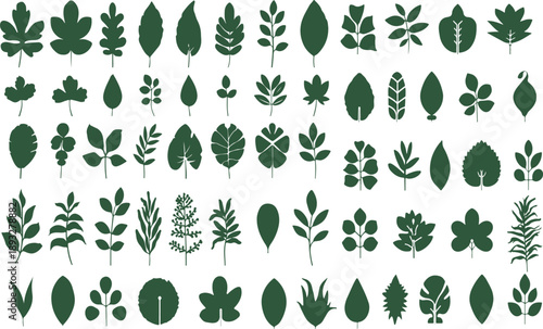 Leaf silhouettes, green leaf vector collection, diverse leaves shapes, botanical illustrations