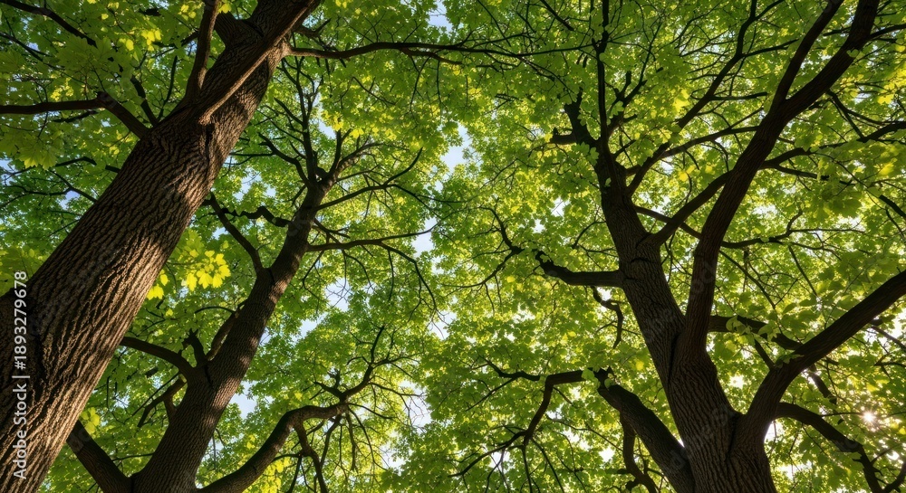 Fototapeta premium Sunlight through vibrant green tree canopy from low angle