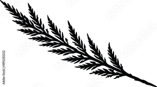 Black silhouette of a delicate fern frond on a white background