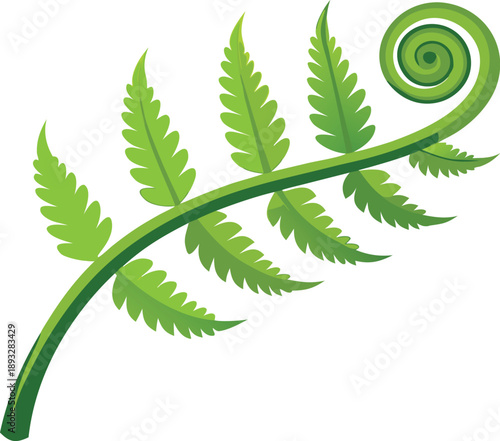 Green fern frond unfurling with a spiral at the tip