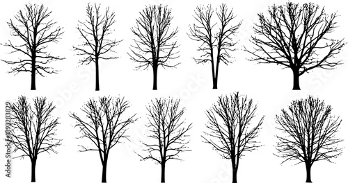 various deciduous trees silhouettes on the white background
