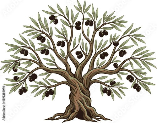 Olive trees with branches and leaves for design of packaging, label, logotype or banner. Natural organic stylized olive icon, premium quality sign. Vector illustration 