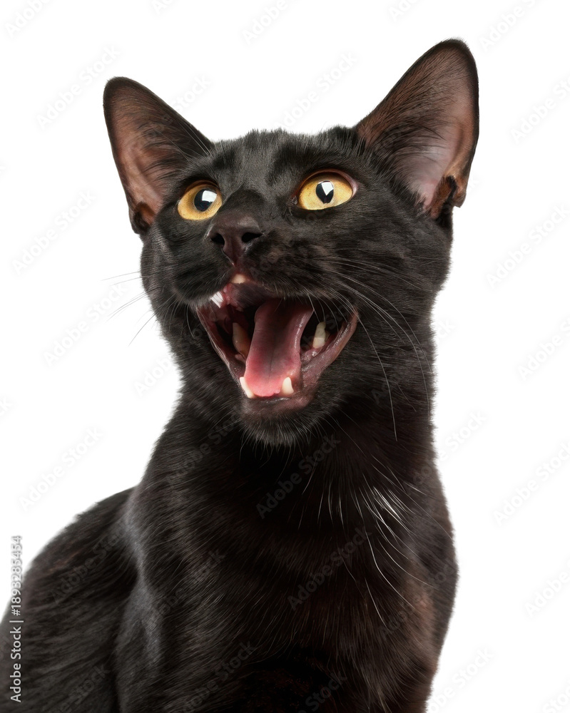 Obraz premium Aggressive black Egyptian Mau cat with an open mouth showing teeth. domestic shorthair feline with yellow eyes and surprising funny expression against transparency background