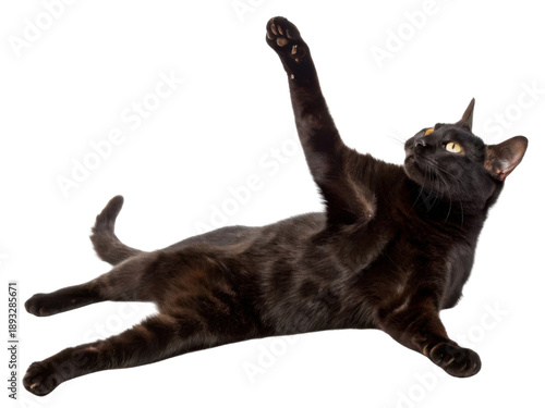 Playful black egyptian mau cat stretching its paw up while lying on its back. This happy and active domestic pet has beautiful dark fur and bright yellow eye