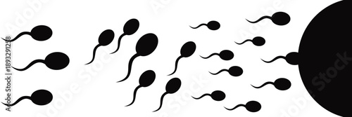 Sperm Cell (Spermatozoon) Icon Set, Black Silhouette Vector Illustration for Medical, Biology, Fertility and
 Science Concepts, Isolated on White Background