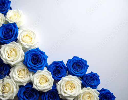 青と白のバラ　ホワイトデー・父の日の背景素材　白背景