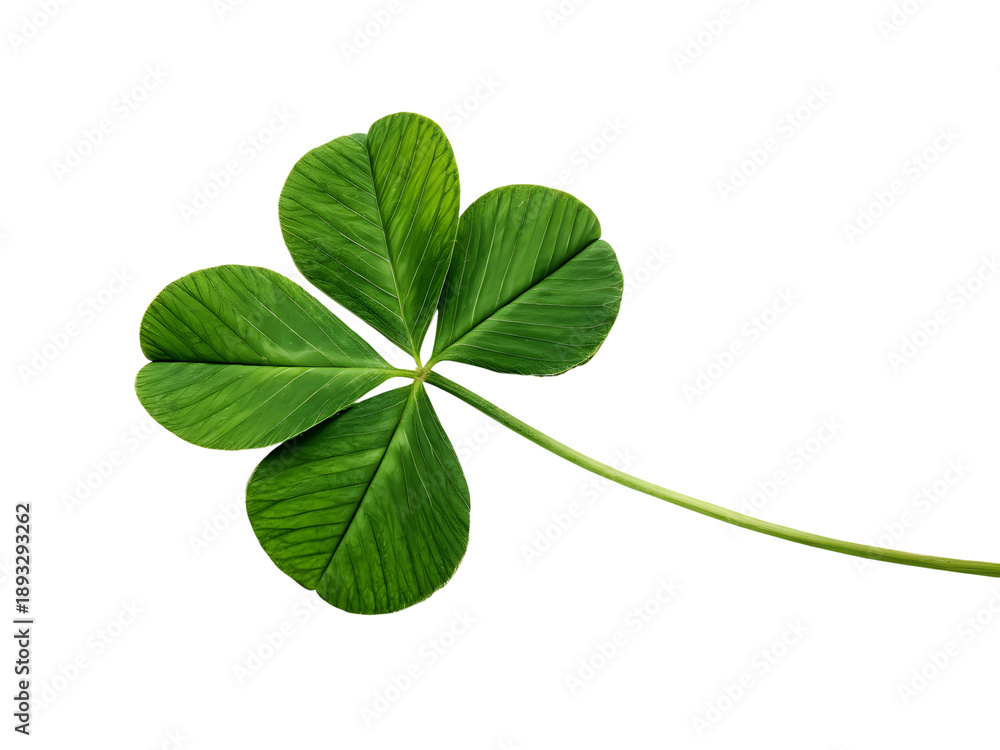 Obraz premium green leaf isolated on white