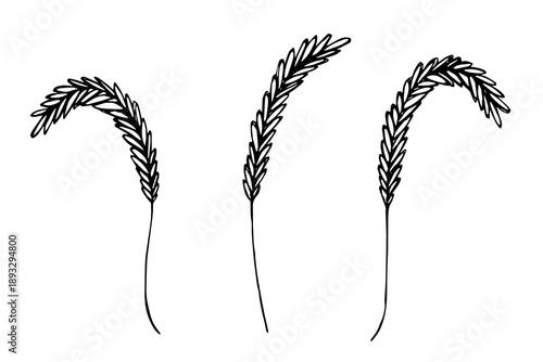 Set of hand drawn cereal wheat oat rye barley rice ears spikelet clipart Organic wheat bread agriculture farming harvest healthy food Single element for design print packaging label decor