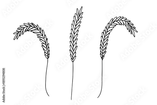 Set of hand drawn cereal wheat oat rye barley rice ears spikelet clipart Organic wheat bread agriculture farming harvest healthy food Single element for design print packaging label decor