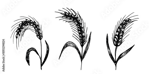 Set of hand drawn cereal wheat oat rye barley rice ears spikelet clipart Organic wheat bread agriculture farming harvest healthy food Single element for design print packaging label decor