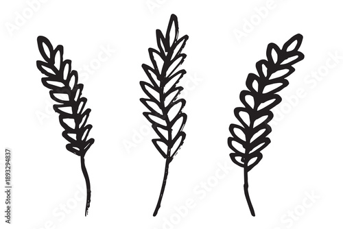 Set of hand drawn cereal wheat oat rye barley rice ears spikelet clipart Organic wheat bread agriculture farming harvest healthy food Single element for design print packaging label decor