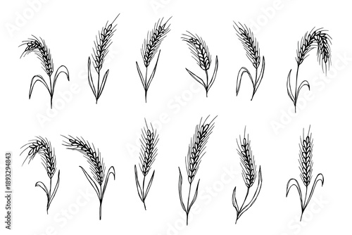 Set of hand drawn cereal wheat oat rye barley rice ears spikelet clipart Organic wheat bread agriculture farming harvest healthy food Single element for design print packaging label decor