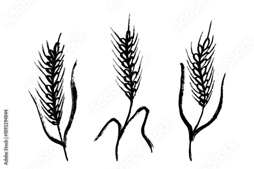 Set of hand drawn cereal wheat oat rye barley rice ears spikelet clipart Organic wheat bread agriculture farming harvest healthy food Single element for design print packaging label decor