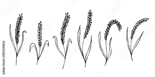 Set of hand drawn cereal wheat oat rye barley rice ears spikelet clipart Organic wheat bread agriculture farming harvest healthy food Single element for design print packaging label decor