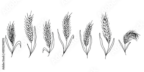 Set of hand drawn cereal wheat oat rye barley rice ears spikelet clipart Organic wheat bread agriculture farming harvest healthy food Single element for design print packaging label decor
