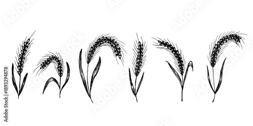 Set of hand drawn cereal wheat oat rye barley rice ears spikelet clipart Organic wheat bread agriculture farming harvest healthy food Single element for design print packaging label decor