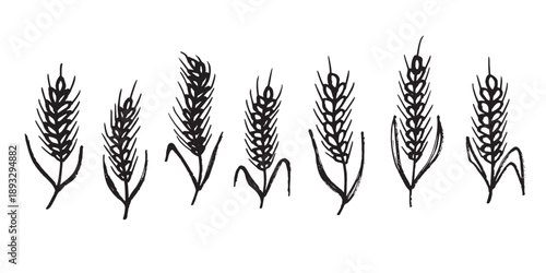 Set of hand drawn cereal wheat oat rye barley rice ears spikelet clipart Organic wheat bread agriculture farming harvest healthy food Single element for design print packaging label decor