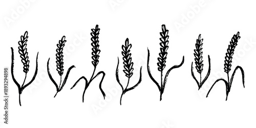 Set of hand drawn cereal wheat oat rye barley rice ears spikelet clipart Organic wheat bread agriculture farming harvest healthy food Single element for design print packaging label decor