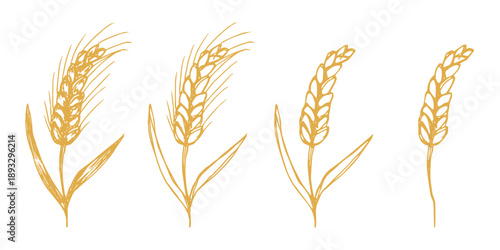 Set of hand drawn cereal wheat oat rye barley rice ears spikelet clipart Organic wheat bread agriculture farming harvest healthy food Single element for design print packaging label decor