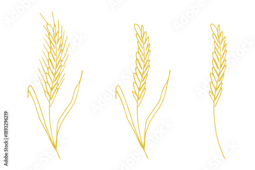 Set of hand drawn cereal wheat oat rye barley rice ears spikelet clipart Organic wheat bread agriculture farming harvest healthy food Single element for design print packaging label decor