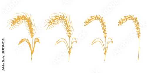 Set of hand drawn cereal wheat oat rye barley rice ears spikelet clipart Organic wheat bread agriculture farming harvest healthy food Single element for design print packaging label decor