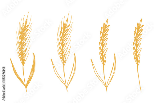 Set of hand drawn cereal wheat oat rye barley rice ears spikelet clipart Organic wheat bread agriculture farming harvest healthy food Single element for design print packaging label decor