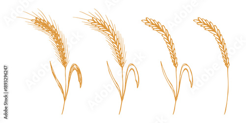 Set of hand drawn cereal wheat oat rye barley rice ears spikelet clipart Organic wheat bread agriculture farming harvest healthy food Single element for design print packaging label decor