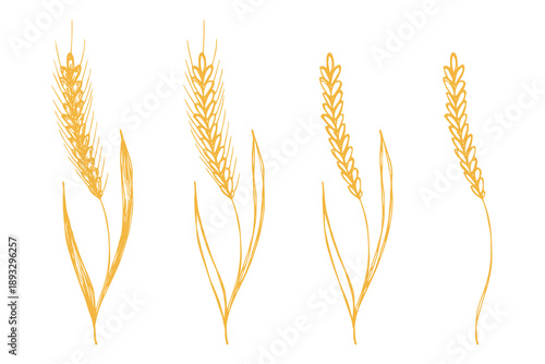 Set of hand drawn cereal wheat oat rye barley rice ears spikelet clipart Organic wheat bread agriculture farming harvest healthy food Single element for design print packaging label decor