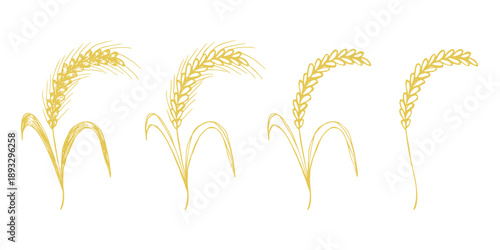 Set of hand drawn cereal wheat oat rye barley rice ears spikelet clipart Organic wheat bread agriculture farming harvest healthy food Single element for design print packaging label decor