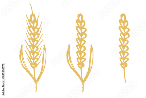 Set of hand drawn cereal wheat oat rye barley rice ears spikelet clipart Organic wheat bread agriculture farming harvest healthy food Single element for design print packaging label decor