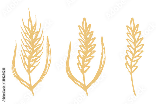 Set of hand drawn cereal wheat oat rye barley rice ears spikelet clipart Organic wheat bread agriculture farming harvest healthy food Single element for design print packaging label decor