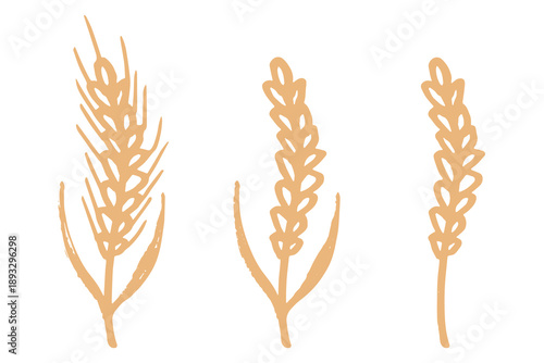 Set of hand drawn cereal wheat oat rye barley rice ears spikelet clipart Organic wheat bread agriculture farming harvest healthy food Single element for design print packaging label decor