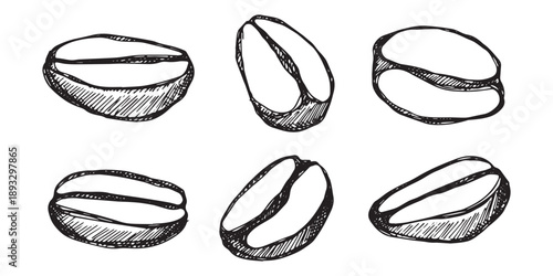 Set of hand drawn fresh roasted coffee bean Arabica robusta seed doodle Single element for design print packaging label decor