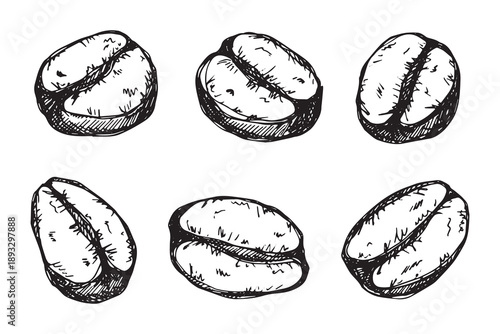 Set of hand drawn fresh roasted coffee bean Arabica robusta seed doodle Single element for design print packaging label decor