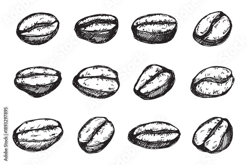 Set of hand drawn fresh roasted coffee bean Arabica robusta seed doodle Single element for design print packaging label decor