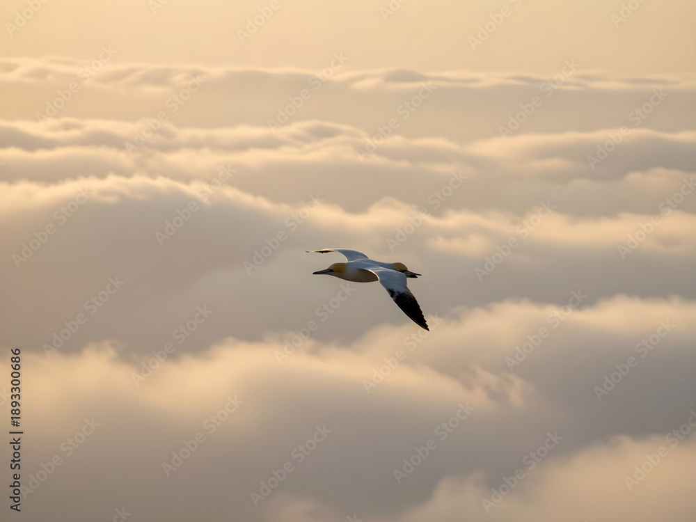 Obraz premium Seabird Flying Above Clouds at Sunrise – Concept of Freedom and Open Horizons